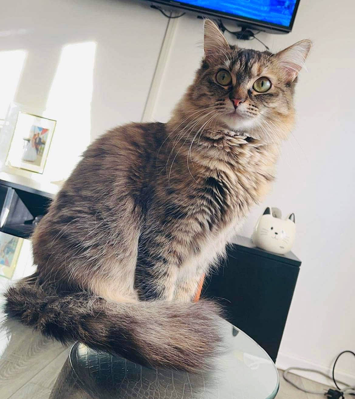 Shipie a rejoint le concours — aidez-le/la à gagner de superbes lots ! blue, box, carnivore, cat, claw, comfort, domestic_short_haired_cat, drawer, felidae, fur, grey, paw, small_to_medium_sized_cats, tail, whiskers