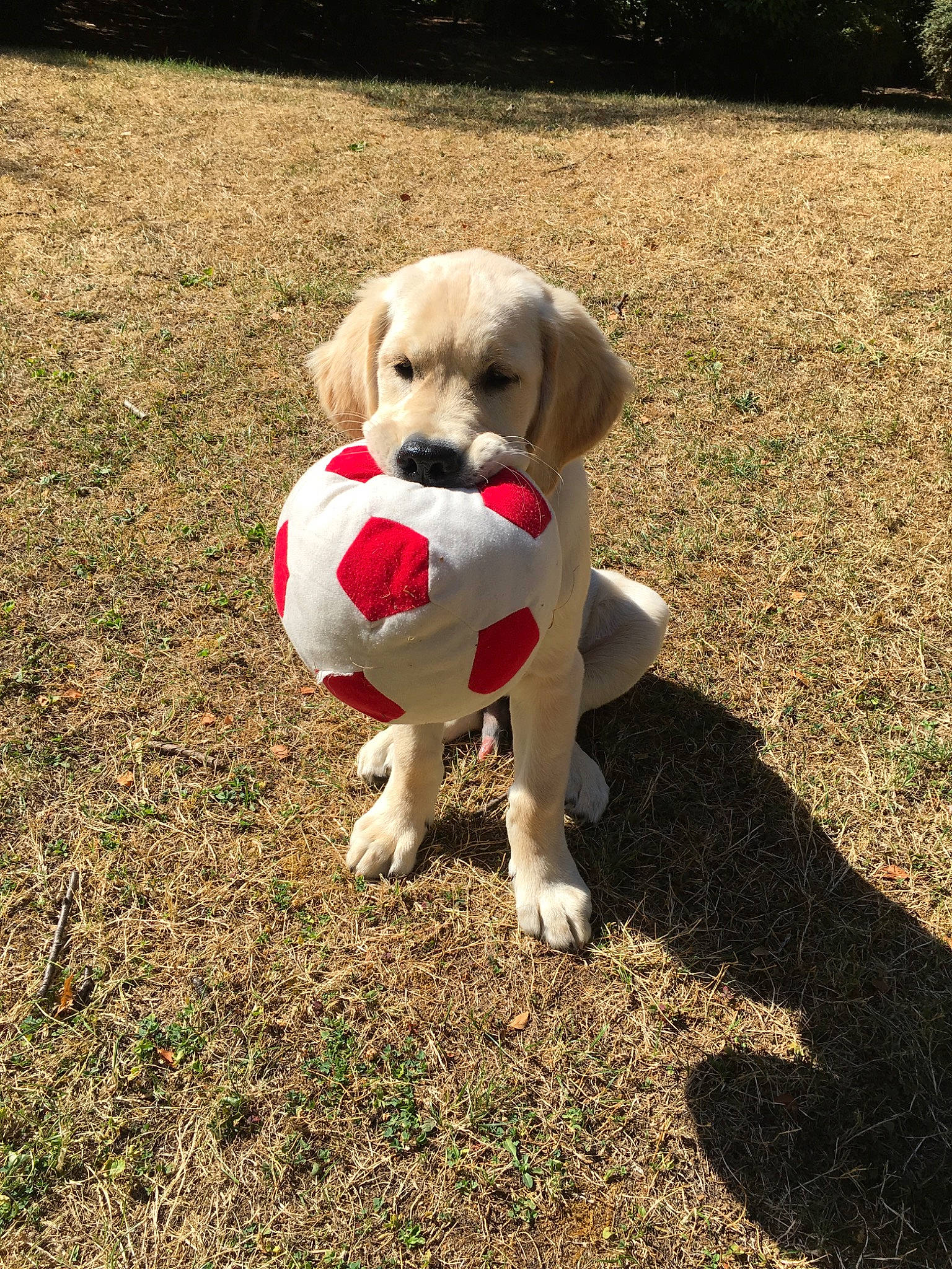 Oky participe au concours pour gagner de l'argent avec cette photo : canidae, carnivore, companion_dog, dog, dog_breed, dog_clothes, grass, labrador_retriever, mammal, puggle, puppy, puppy_love, rare_breed_dog, retriever, snout, sporting_group, tail, vertebrate
