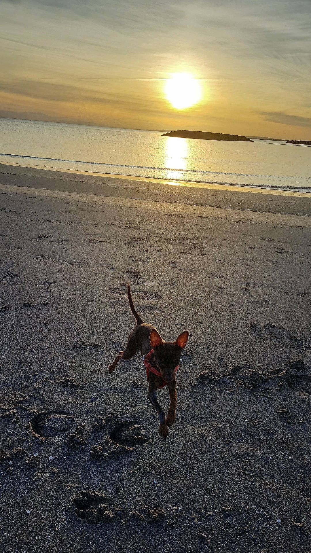 Taïa participe au concours pour gagner de l'argent avec cette photo : beach, body_of_water, carnivore, cloud, coastal_and_oceanic_landforms, dog, dog_breed, fawn, horizon, landscape, light, morning, natural_environment, sand, sky, sunlight, sunset, water, wind_wave, wood