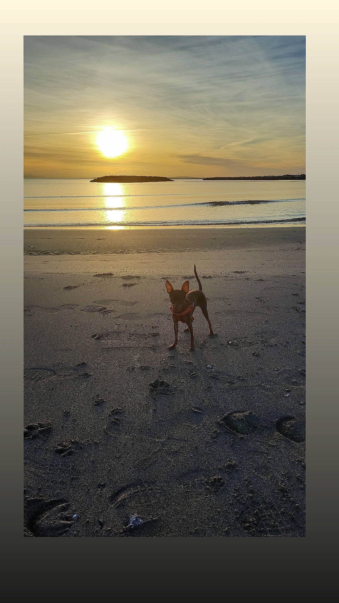 Taïa a rejoint le concours — aidez-le/la à gagner de superbes lots ! beach, carnivore, cloud, coastal_and_oceanic_landforms, heat, horizon, landscape, liquid, people_in_nature, sand, sky, sun, sunlight, sunrise, sunset, tints_and_shades, tree, water, wind_wave, wood