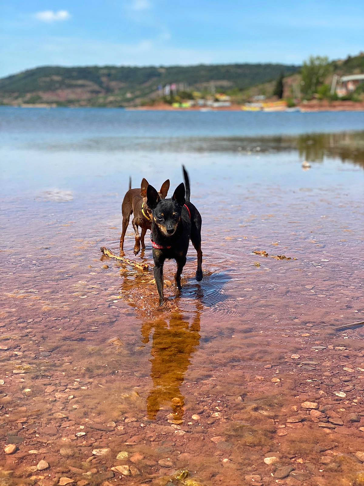 Keenya a rejoint le concours — aidez-le/la à gagner de superbes lots ! bank, beach, carnivore, cloud, dog, dog_breed, fawn, horizon, lake, landscape, liquid, shore, sky, soil, sporting_group, water, water_resources, wetland, wood, working_animal
