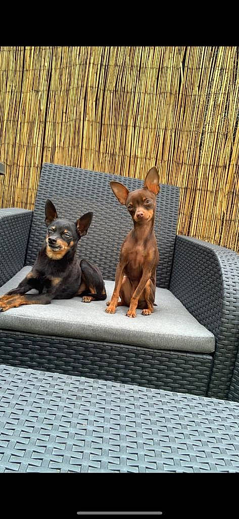 Keenya participe au concours pour gagner de l'argent avec cette photo : art, canidae, carnivore, companion_dog, dog, dog_breed, fawn, fur, liver, metal, pet_supply, prazsky_krysarik, sculpture, snout, sporting_group, tail, terrestrial_animal, toy_dog, wood, working_animal