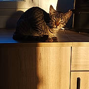 Silky a rejoint le concours — aidez-le/la à gagner de superbes lots ! cat, tabby_cat, wooden_cabinet, sunlight, shadow, window, indoor, furniture, pet, animal, domestic_cat, natural_light, daylight, relaxing, fur, whiskers, ears, face, table_surface, home