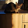 cat, tabby_cat, wooden_cabinet, sunlight, shadow, window, indoor, furniture, pet, animal, domestic_cat, natural_light, daylight, relaxing, fur, whiskers, ears, face, table_surface, home