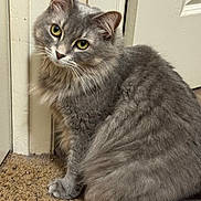 Luna joined the competition — help win amazing prizes! animal, carpet, cat, close_up, curious, cute, domestic_cat, door, feline, fluffy, fur, gray_cat, head_tilt, indoor, pet, portrait, sitting, wall, whiskers, yellow_eyes