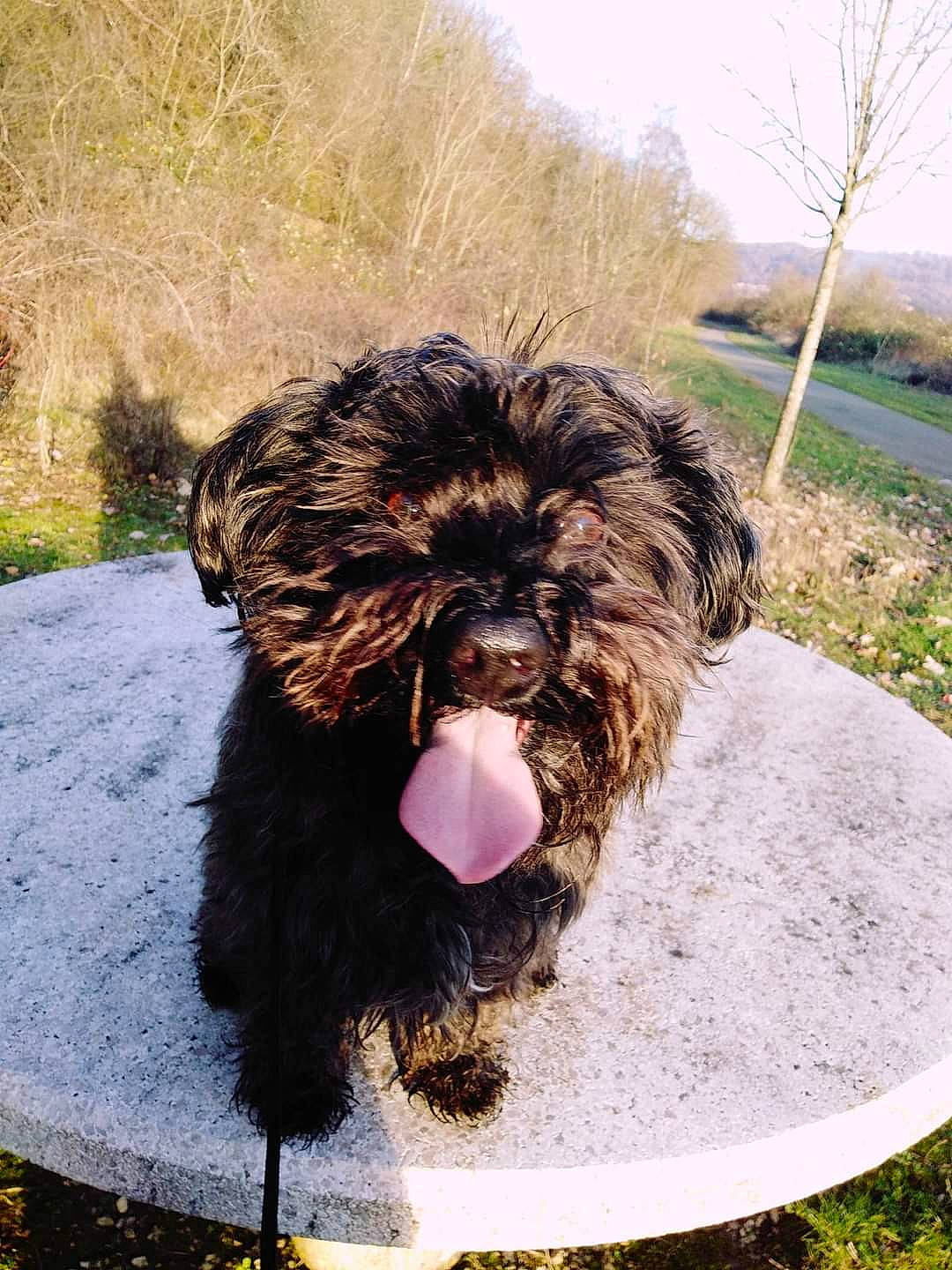 Bouba participe au concours pour gagner de l'argent avec cette photo : affenpinscher, bolonka, canidae, cao_da_serra_de_aires, carnivore, cockapoo, dog, dog_breed, havanese, lhasa_apso, mammal, non_sporting_group, poodle_crossbreed, rare_breed_dog, schnoodle, shih_tzu, sporting_group, terrier, tibetan_terrier, vertebrate