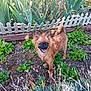 Louna participe au concours pour gagner de l'argent avec cette photo : dog, small_dog, happy, garden, plants, greenery, white_picket_fence, outdoor, sunny, nature, fur, pet, canine, smiling, tongue_out, leafy, brown_dog, fluffy_tail, standing, daylight