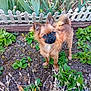 animal, backyard, brown_dog, canine, curious, cute, dog, fence, fluffy, fur, garden, greenery, leafy, nature, outdoor, pet, plants, small_dog, standing, sunlight