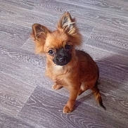 Louna participe au concours pour gagner de l'argent avec cette photo : dog, puppy, small_dog, brown_fur, black_muzzle, large_ears, sitting, wooden_floor, indoor, pet, cute, looking_up, flooring, plastic_furniture, purple, red, teal, playful, domestic_animal, companion
