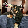 animal, bed, blanket, clock, cocker_spaniel, collar, cozy, cross, cute, dog, domestic, fur, indoor, medicine, paw, pet, portrait, resting, shelf, wood
