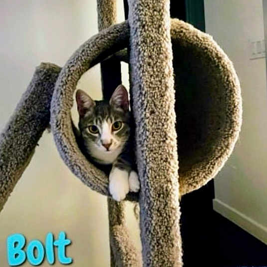 Bolt