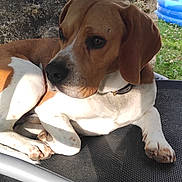 Smiley participe au concours pour gagner de l'argent avec cette photo : backyard, brown_fur, car, chair, collar, daylight, dog, garden, grass, metal_frame, nature, outdoor, pet, pool, relaxed, resting, stone_wall, summer, sunlight, white_fur