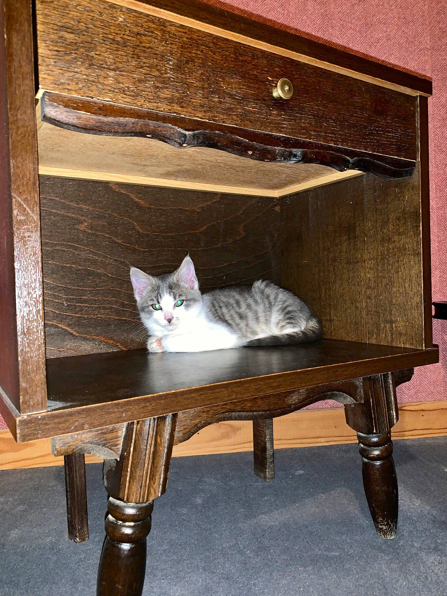 Soquette participe au concours pour gagner de l'argent avec cette photo : box, carnivore, cat, cat_supply, drawer, felidae, furniture, grey, hardwood, pedestal, rectangle, shelf, shelving, small_to_medium_sized_cats, table, tail, whiskers, window, wood, wood_stain