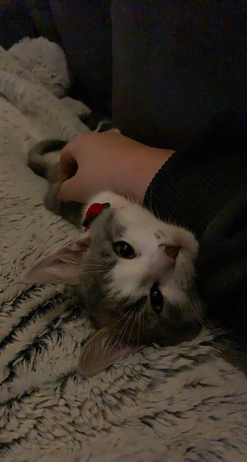 Soquette a rejoint le concours — aidez-le/la à gagner de superbes lots ! art, beach, carnivore, cat, claw, comfort, domestic_short_haired_cat, felidae, foot, fur, paw, ragdoll, sand, small_to_medium_sized_cats, snout, tail, terrestrial_animal, whiskers