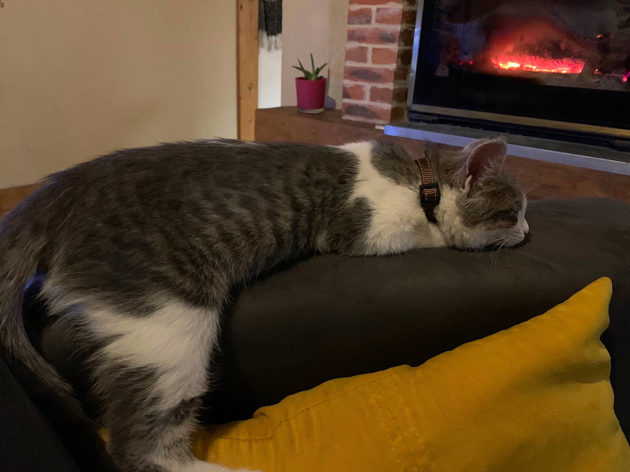 Soquette a rejoint le concours — aidez-le/la à gagner de superbes lots ! carnivore, cat, comfort, domestic_short_haired_cat, felidae, fire, fireplace, fur, gas, grey, hearth, heat, houseplant, plant, small_to_medium_sized_cats, stove, tail, terrestrial_animal, whiskers, wood_burning_stove