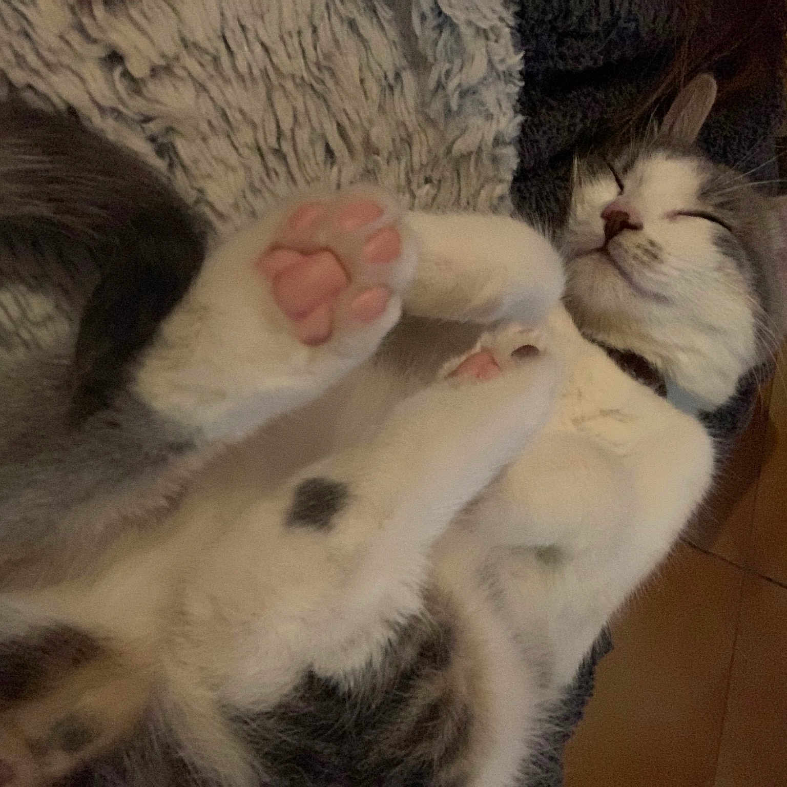 Soquette