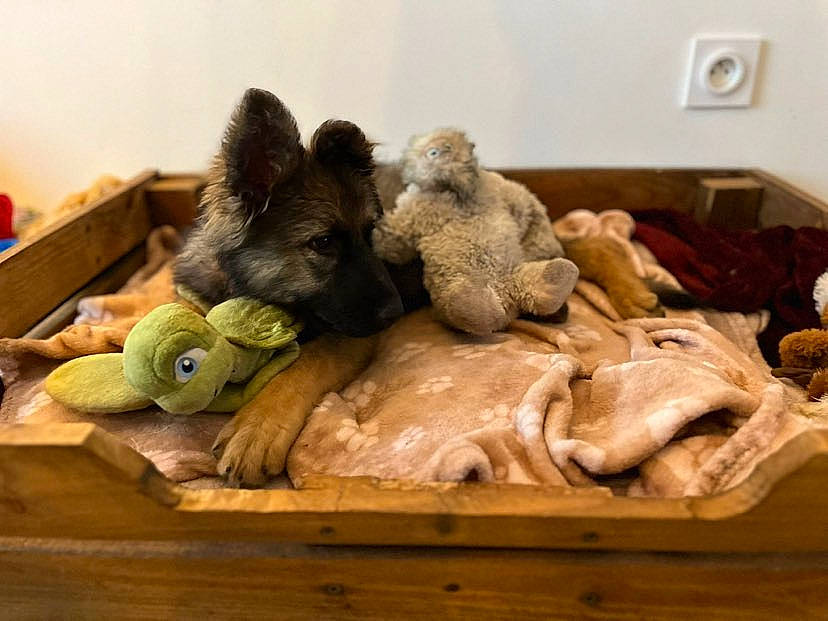 Arya participe au concours pour gagner de l'argent avec cette photo : art, artifact, clay, cuisine, fawn, fur, ingredient, natural_material, plush, room, sculpture, stuffed_toy, table, toy, vertebrate, wood