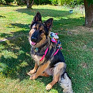 Arya participe au concours pour gagner de l'argent avec cette photo : dog, german_shepherd, outdoor, grass, tree, sunlight, pet, animal, backpack, colorful, happy, tongue_out, sitting, nature, summer, playful, fur, canine, park, leash