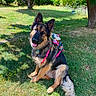 dog, german_shepherd, outdoor, grass, tree, sunlight, pet, animal, backpack, colorful, happy, tongue_out, sitting, nature, summer, playful, fur, canine, park, leash