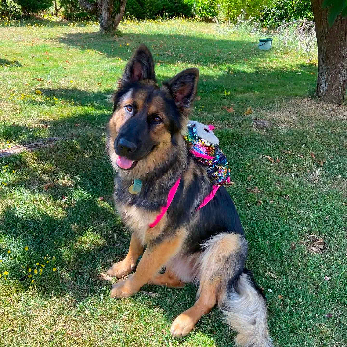 Arya participe au concours pour gagner de l'argent avec cette photo : dog, german_shepherd, outdoor, grass, tree, sunlight, pet, animal, backpack, colorful, happy, tongue_out, sitting, nature, summer, playful, fur, canine, park, leash