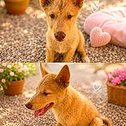Simba participe au concours pour gagner de l'argent avec cette photo : puppy, dog, outdoor, pet, animal, flower_pot, flowers, heart_doodle, sitting, tongue_out, brown_fur, cute, sunlight, nature, garden, pet_portrait, closeup, young_dog, happy, playful