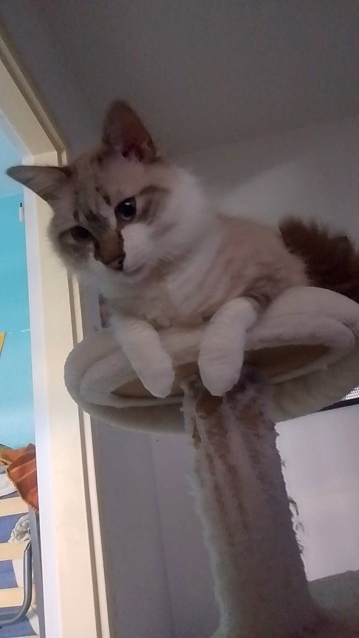 Koko participe au concours pour gagner de l'argent avec cette photo : carnivore, cat, cat_supply, domestic_short_haired_cat, door, fawn, felidae, fur, paw, ragdoll, small_to_medium_sized_cats, tail, whiskers, wood