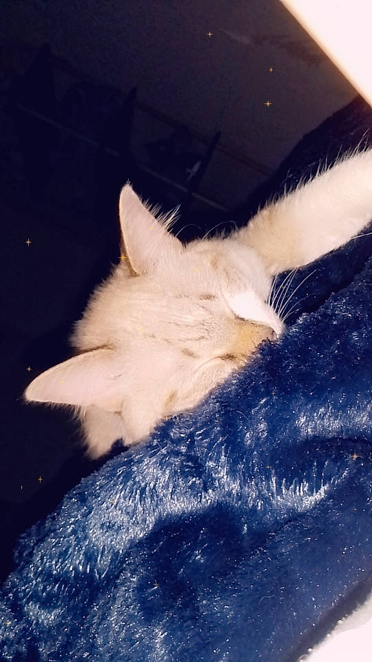 Koko