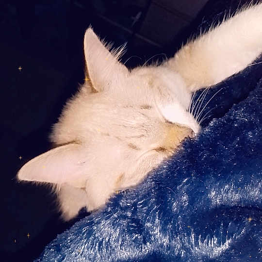 Koko