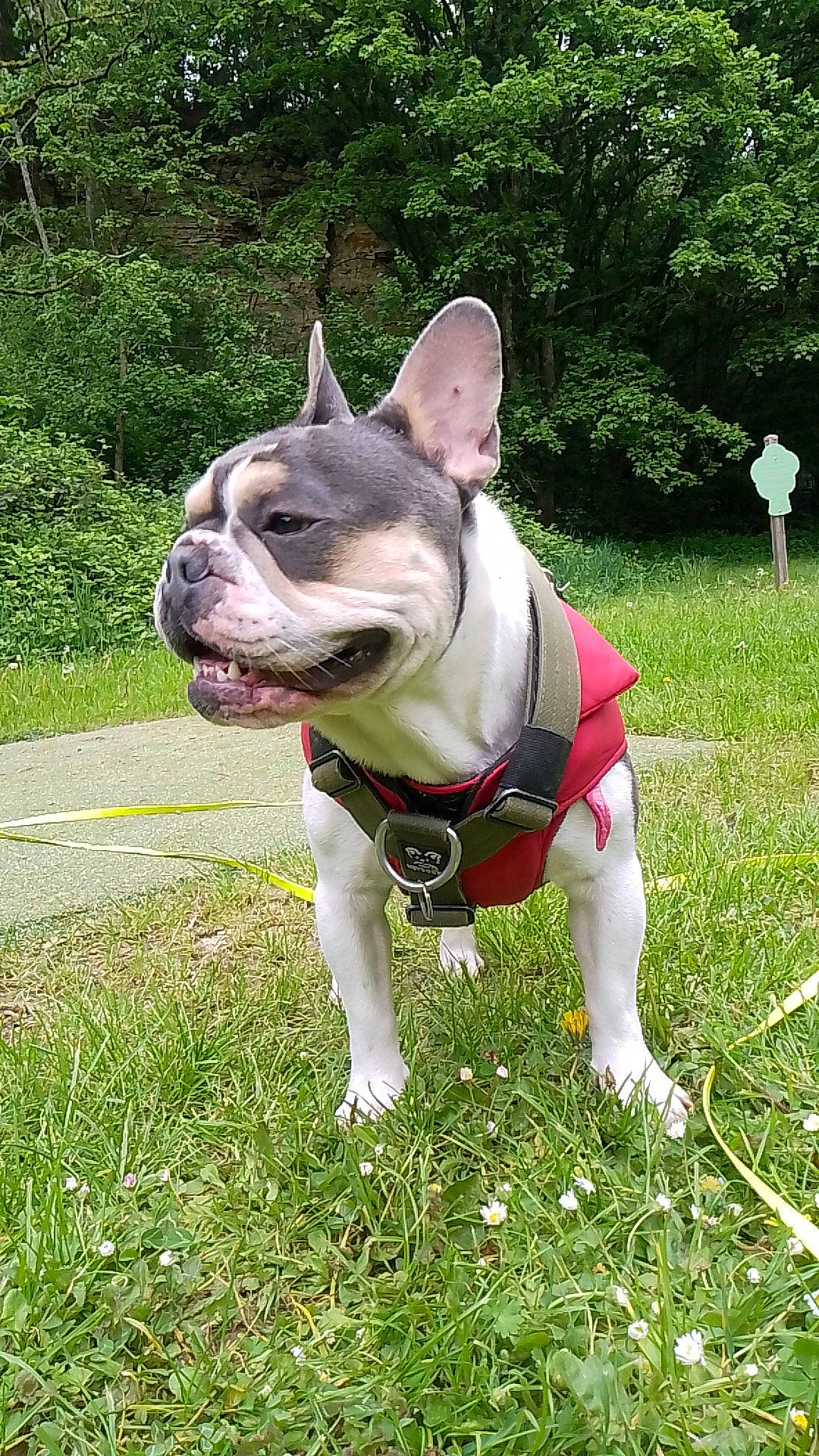 Taz