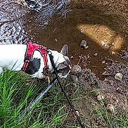 Taz a rejoint le concours — aidez-le/la à gagner de superbes lots ! dog, water, stream, person, hand, duck, mud, grass, rocks, leash, outdoor, nature, animal, curious, walking, footwear, harness, exploration, riverbank, shoes