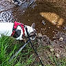 dog, water, stream, person, hand, duck, mud, grass, rocks, leash, outdoor, nature, animal, curious, walking, footwear, harness, exploration, riverbank, shoes