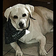 Sinatra is registered to the contest to win money with this photo: animal_face, bandana, black_nose, canine, collar, dog, floppy_ears, furniture, home, indoors, looking_at_camera, lying_down, pet, phone_screenshot, photograph, portrait, relaxed, social_media, tile_floor, white_dog