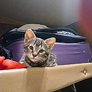 Louie is registered to the contest to win money with this photo: animal, cat, curious, cute, ears, face, feline, fur, home, indoor, kitten, looking, pet, purple_suitcase, red_fabric, resting, sitting, tabby, whiskers, young