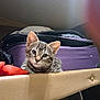 animal, cat, curious, cute, ears, face, feline, fur, home, indoor, kitten, looking, pet, purple_suitcase, red_fabric, resting, sitting, tabby, whiskers, young