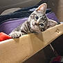 Louie joined the competition — help win amazing prizes! animal, beige, cat, closeup, curious, cute, fabric, face, feline, fur, indoor, kitten, paw, pet, purple, red, suitcase, tabby, texture, young