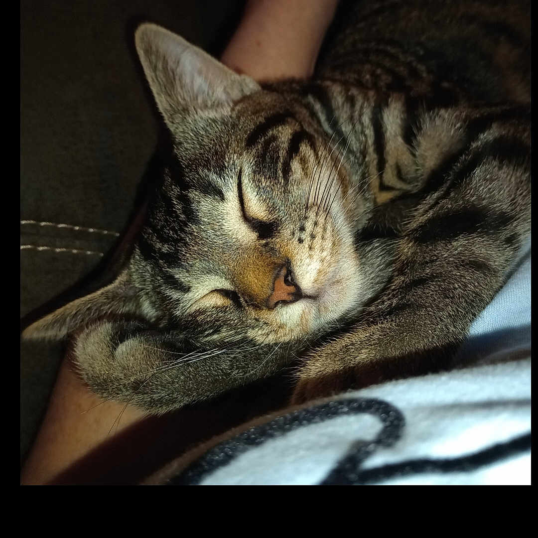 Louie joined the competition — help win amazing prizes! animal, cat, closed_eyes, closeup, companion, cozy, cute, domestic_cat, fur, human_arm, indoor, paw, pet, relaxation, resting, sleeping, soft, striped, tabby_cat, whiskers