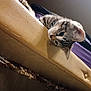 Louie is registered to the contest to win money with this photo: animal, cat, closeup, couch, curious, ears, edge, fur, furniture, home, indoor, kitten, pet, playful, resting, soft, tabby, texture, whiskers, young