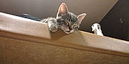 Louie joined the competition — help win amazing prizes! animal, cozy, cute, domestic, ears, feline, fur, indoor, kitten, ledge, mammal, paw, pet, relaxed, resting, sleeping, small, tabby, whiskers, young_cat