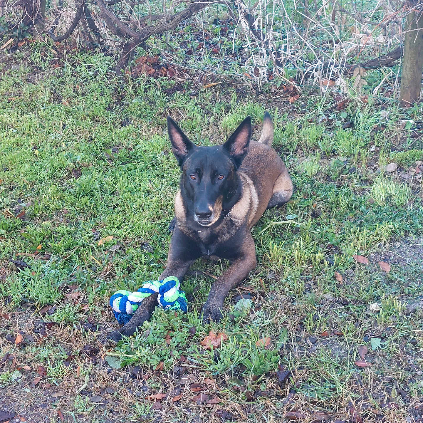 Sam participe au concours pour gagner de l'argent avec cette photo : animal, ball, canine, dog, football, grass, land, nature, outdoors, pet, plant, puppy, soccer, soccerball, soil, sport, tennis, tree, vegetation, woodland