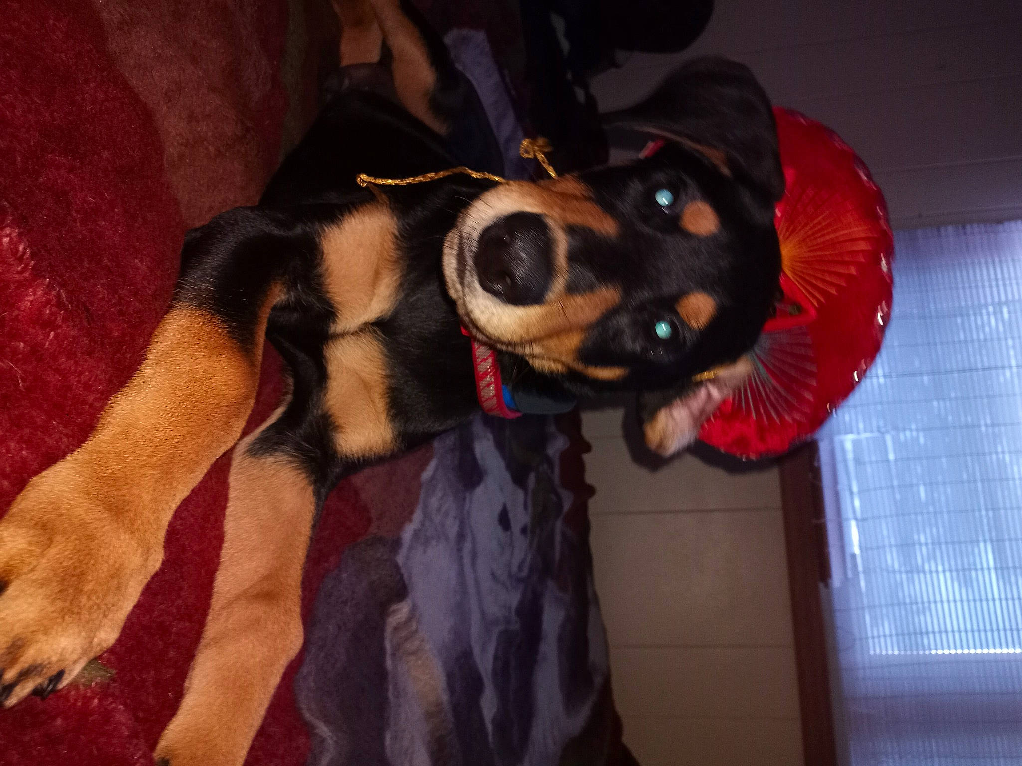 Blade is registered to the contest to win money with this photo: canidae, carnivore, collar, companion_dog, costume, dog, dog_breed, dog_supply, ear, fawn, fun, fur, guard_dog, long_hair, personal_protective_equipment, snout, sporting_group, whiskers, working_animal, working_dog