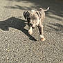 adorable, bokeh, canine, closeup, dog, ears, gray_coat, muzzle, outdoor, pavement, paw, pet, puppy, shadow, shallow_depth_of_field, sidewalk, sunlight, texture, walking, young_dog