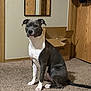 attentive, brown_wood, cardboard_box, carpet, coat, dog, floor, fur, household, indoor, looking_at_camera, mirror, paws, pet, pitbull, portrait, sitting, tail, wall, wooden_door