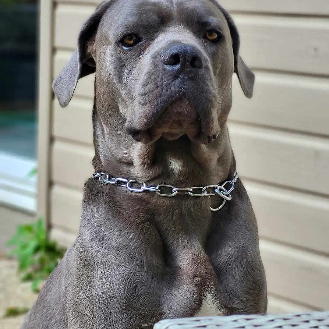 Pïya participe au concours pour gagner de l'argent avec cette photo : accessories, animal, basket, boxer, bulldog, canine, collar, dog, frenchbulldog, greatdane, hound, indoors, interiordesign, labradorretriever, pet, pitbull, pointer, puppy, snout, whitedog