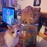 Caramel participe au concours pour gagner de l'argent avec cette photo : cat, fish_tank, goldfish, indoor, pets, animal, curious, orange_cat, white_cat, aquarium, fish, furniture, television, photograph, plant, decoration, living_room, blue_lights, wooden_surface, pet_interaction