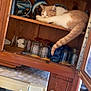 Caramel a rejoint le concours — aidez-le/la à gagner de superbes lots ! cat, sleeping, wooden_shelf, kitchen, microwave, glassware, decorative_plates, orange_and_white_cat, indoor, cabinet, household, appliance, feline, pet, resting, tail, wood, cozy, domestic, quiet