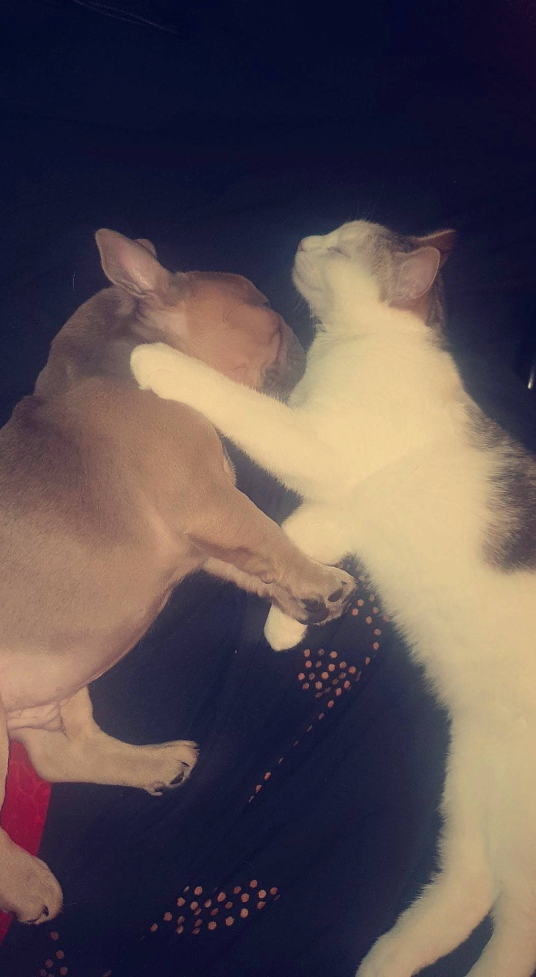 Albert a rejoint le concours — aidez-le/la à gagner de superbes lots ! art, canidae, carnivore, cat, companion_dog, darkness, dog, dog_breed, event, fawn, felidae, flash_photography, fur, gesture, happy, love, small_to_medium_sized_cats, tail, trunk, whiskers