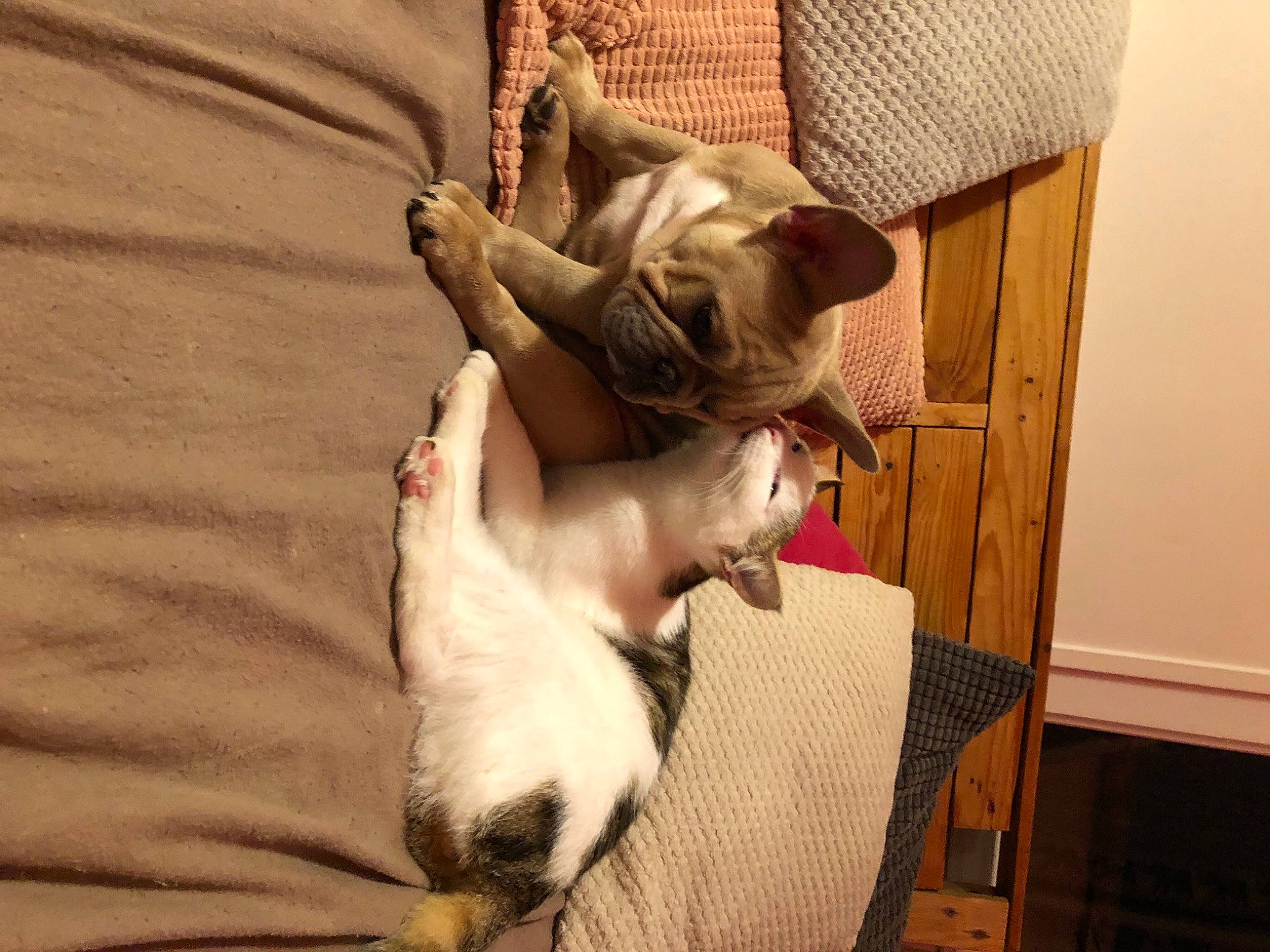 Albert a rejoint le concours — aidez-le/la à gagner de superbes lots ! canidae, carnivore, cat, comfort, companion_dog, couch, dog_breed, ear, fawn, felidae, fur, hardwood, linens, nap, room, small_to_medium_sized_cats, sporting_group, tail, whiskers, wood