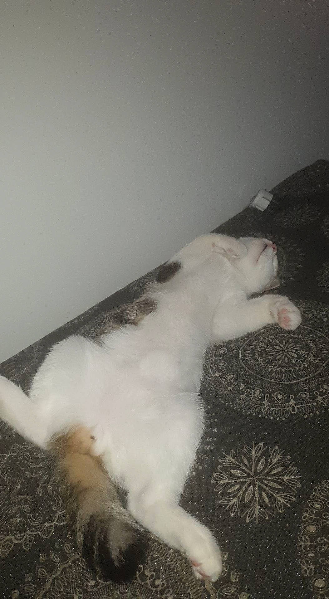 Albert a rejoint le concours — aidez-le/la à gagner de superbes lots ! canidae, carnivore, cat, claw, comfort, companion_dog, dog_breed, domestic_short_haired_cat, fawn, felidae, foot, fur, non_sporting_group, paw, small_to_medium_sized_cats, snout, sporting_group, tail, terrestrial_animal, whiskers