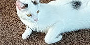 Ashley Weiss is registered to the contest to win money with this photo: alert, animal, black_spot, brown_background, cat, cute, domestic_animal, ears, feline, fur, indoor, lying_down, paws, pet, resting, side_view, texture, whiskers, white_cat, yellow_eyes