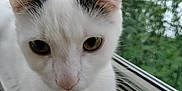 Ashley Weiss joined the competition — help win amazing prizes! animal_portrait, calm, cat, close_up, curious, domestic_animal, ears, feline, fur, green_eyes, house_pet, indoor, nature_background, pet, quiet, resting, whiskers, white_cat, window_screen, windowsill